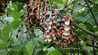 LCF0236 Erythrina flabelliformis.jpg