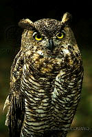 JC01 Bubo virginianus.jpg
