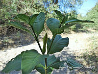 MRG-2018-1053 Stemmadenia tomentosa (MEGA-14mar18-b2).JPG