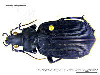 ZJJG0141 Calosoma alternans.jpg