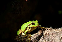 RCF0043 Smilisca baudinii.jpg