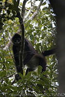 MASM00376 Ateles geoffroyi.jpg