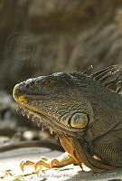 MASM05003 Iguana iguana.jpg
