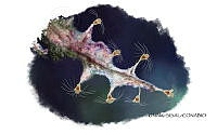 NE018 1015 Eudendrium.jpg