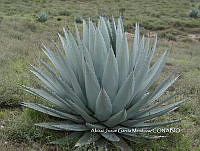 AJGM0039 Agave applanata.JPG