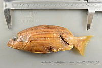 RQTG1264 Lutjanus viridis.jpg