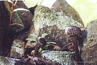 LVF0014 Strobilomyces strobilaceus.jpg