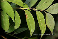 Ayotox 0467 Spondias mombin.jpg