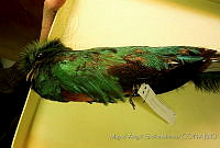 MASM04545 Pharomachrus mocinno.jpg