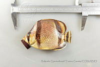 RQTG0775 Chaetodon humeralis.jpg