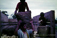 FGM0003 Zea mays.JPG