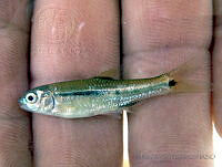 ESG0098 Notropis tropicus.jpg