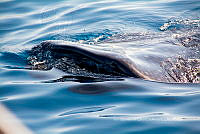 IMDOC6018 Rhincodon typus.jpg