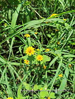 SG019 0123 Melampodium.jpg