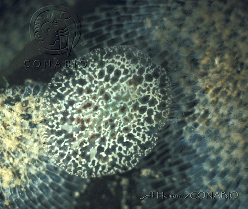 DP014 51%20Corambe%20steinbergae.jpg.jSfckIj0MTW3q5NfQA3g0JtbmFja29CbnFuZ3NAbXJ6LGtwZwA.hgBNVhs3WV