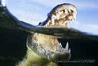 CCK0356 Crocodylus acutus.jpg