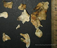 RGO0352 Sistotrema confluens.JPG