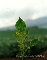 PDA0128 Solanum tuberosum.JPG