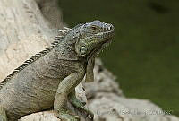 MASM05025 Iguana iguana.jpg
