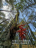 MN6PyH0118 Tillandsia violacea.jpg