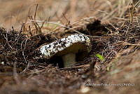 ZAPF 0814 Russula delica.jpg