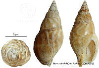 KT014 0718 Cosmioconcha palmeri.JPG