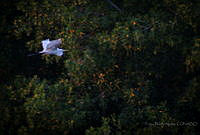 FBA0556 Ardea alba.jpg