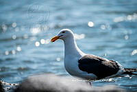 IDG Nat 0019 Larus livens.jpg