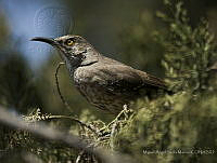 MASM08190 Toxostoma curvirostre.jpg