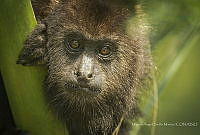 MASM07322 Alouatta palliata.jpg