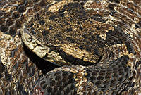 ECA0087 Metlapilcoatlus nummifer.jpg