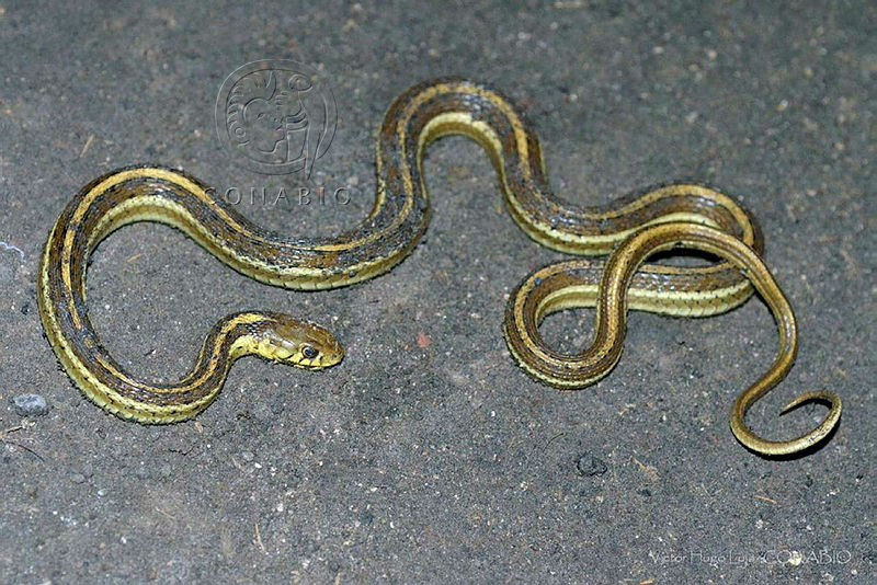VHL0521%20Thamnophis%20rossmani.jpg.iSfYqo30MTXr1b1hQA3g0JtbmFja29CbnFuZ3NAbXJ6LGtwZQA.2 OofjSGMD