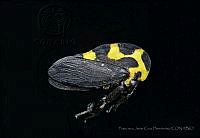 FJCH01 Membracis mexicana.jpg