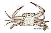 NE018 1232 Portunus sebae_V.jpg