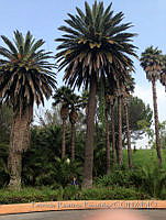 PRB0008 Phoenix canariensis.jpg