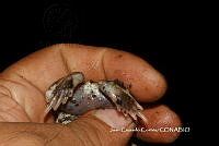JCC0373 Scaphiopus couchii.JPG