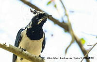 AAKVDH 0253 Cyanocorax colliei.JPG