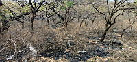 VR005 015 Incendio forestal.jpg