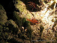 JAJ0017 Apogon maculatus.jpg