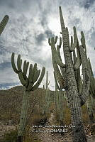 IMDOC 4782 Cephalocereus tetetzo.jpg