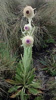 MCS019 Cirsium nivale.jpg