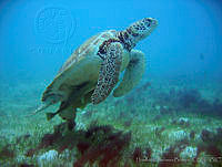 HBB0164 Chelonia mydas.jpg