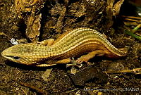 MDL0049 Barisia imbricata.jpg