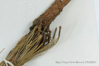 MASM06777 Pinus oocarpa.jpg