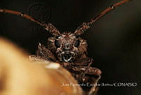JFEI003 Cerambycidae.jpg