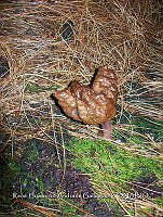 HC014 0051 Gyromitra infula.jpg