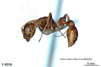 ME006 Hormi 0319 Pseudomyrmex boopis.jpg