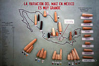 FGM0017 Zea mays.JPG