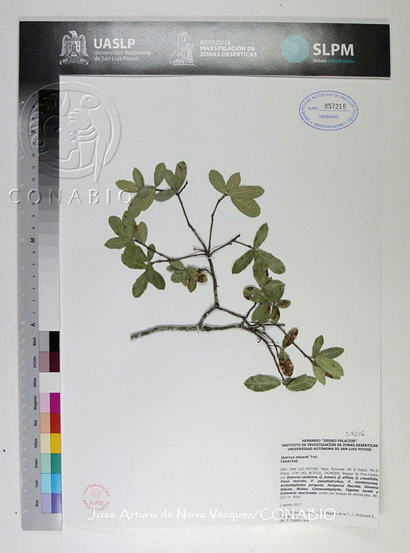 Quercus (Quercus) eduardi