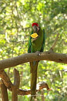 JCAD 003 Ara militaris.jpg